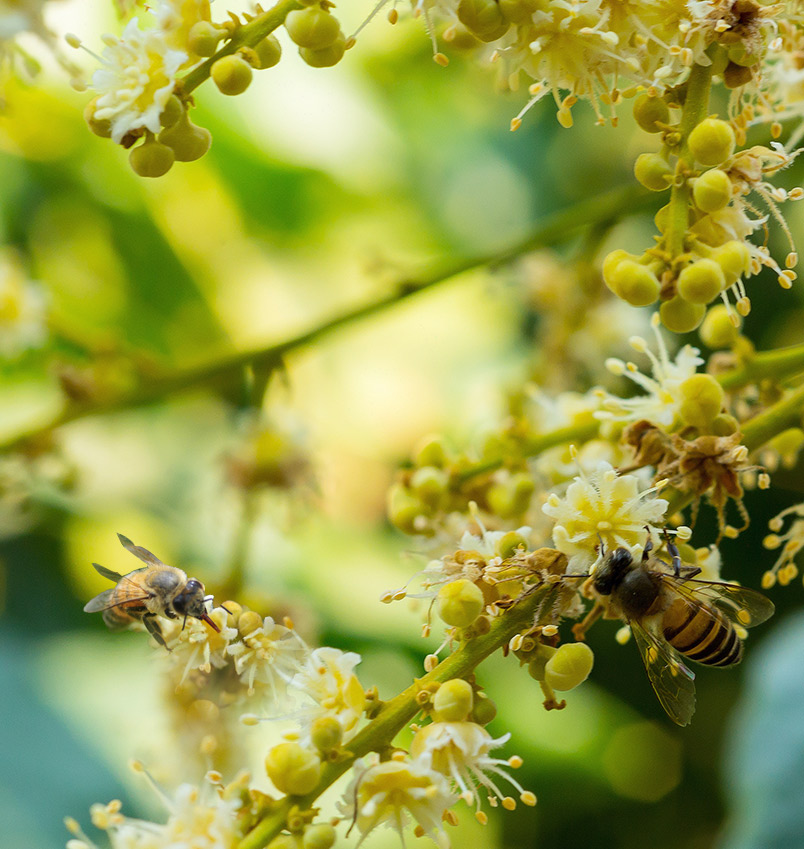 蜂國蜂蜜莊園